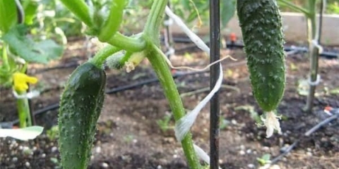 Zavežite krastavac u stakleniku od polikarbonata